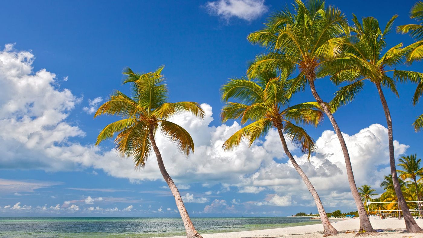 Southern Palms