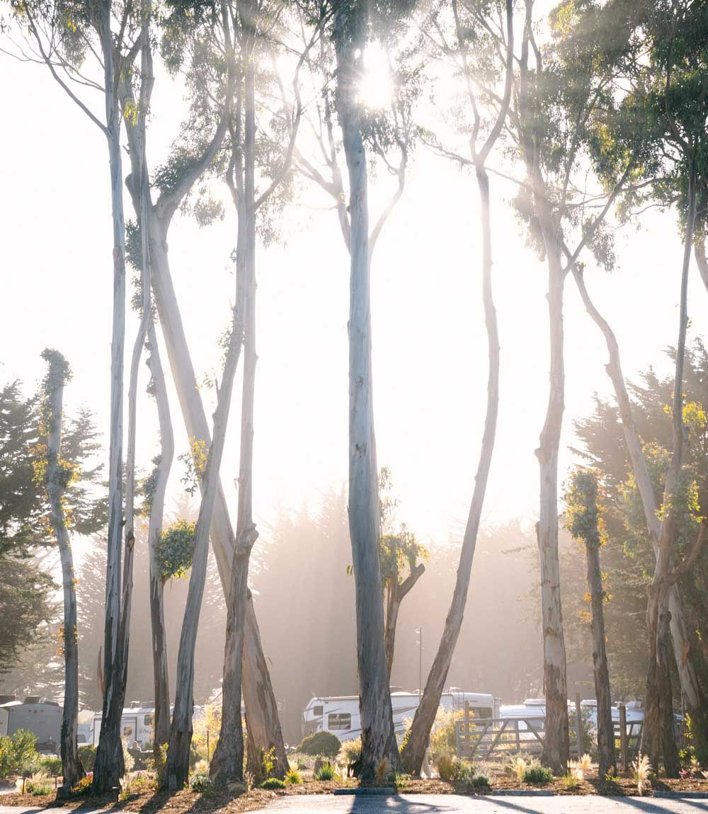 Costanoa Lodge