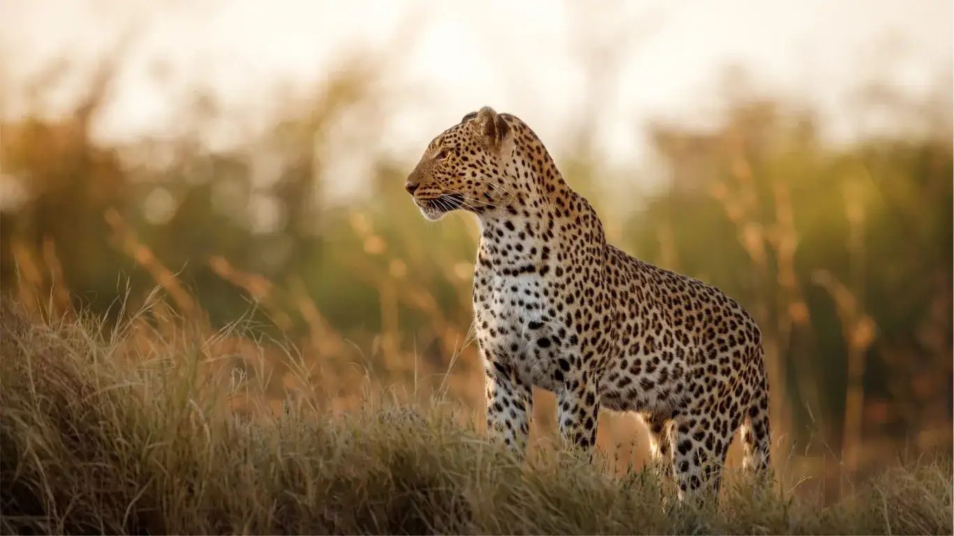 Klipdrift Sands Game Lodge