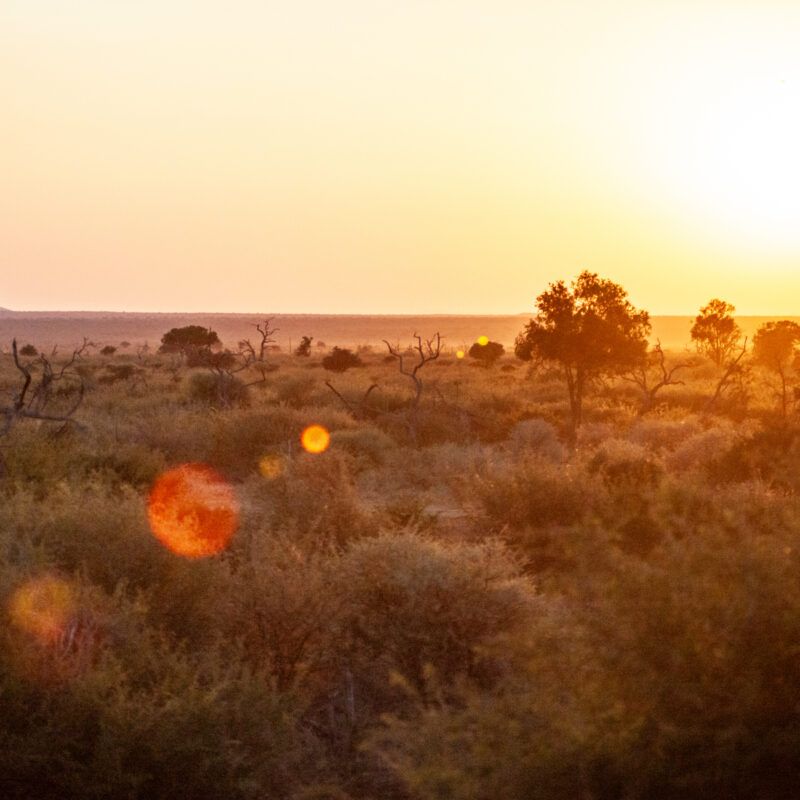 Madikwe Hills