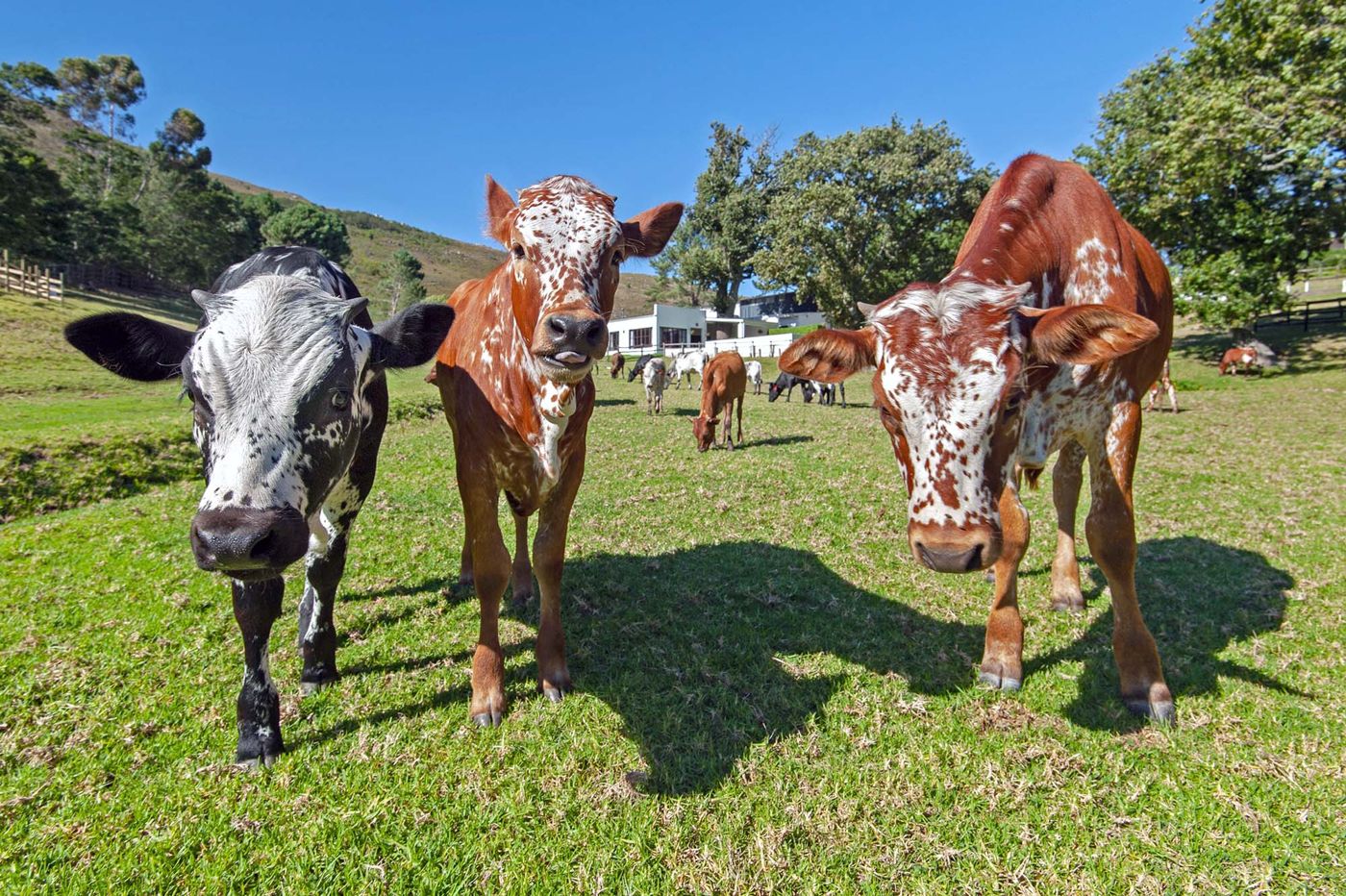 High Season Farm