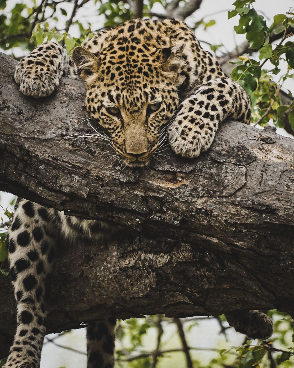 aha Makalali Private Game Lodge