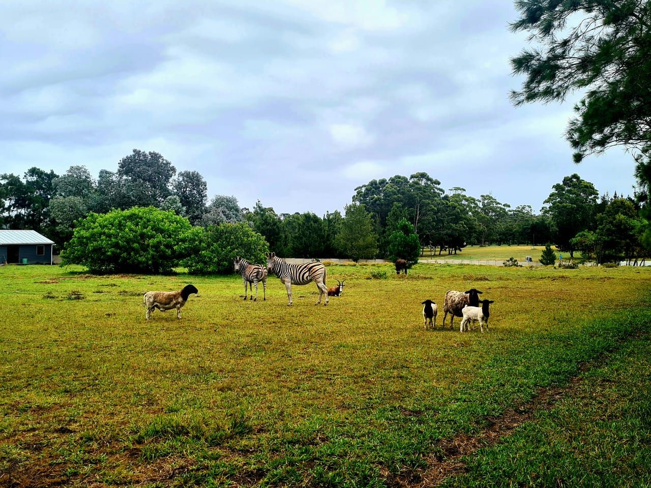 Wild Paradise Cottages
