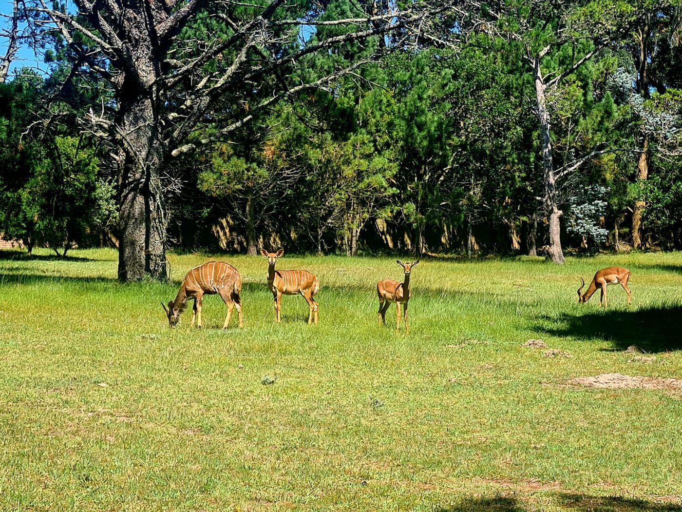 Wild Paradise Cottages