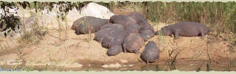 Hippo Pools Resort